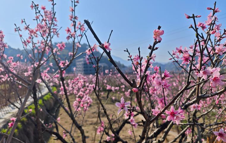 寧德福安：桃花灼灼引客來 農旅融合促致富