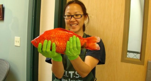美國湖泊發現巨型金魚專家憂破壞生態平衡（圖）